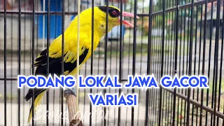 kepodang lokal jawa gacor dor pancingan kepodang malas bunyi