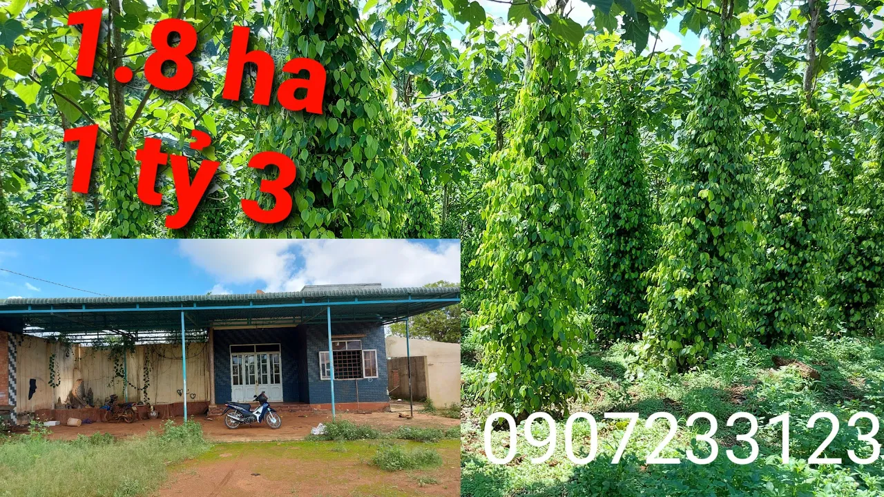 Bán 1.8ha đất vườn nhà tiêu cà phê và cây ăn trái giá 1.25 tỷ.