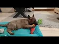 SABLE German Shepherd colour change from puppy to 1 year