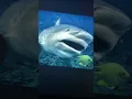 Cameron Robbins Shark Attack Concluded