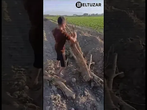 PASTDARG‘OMDA FUQARO YERIDAGI TUTLAR EKSKAVATOR BILAN QO‘PORILDI