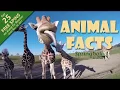 Fun Fact About South African Wildlife at Springbok Casino