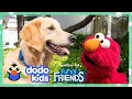 Elmo Helps The Most Energetic Shelter Dog Find Perfect Forever Family With Dodo Kids Sesame Street