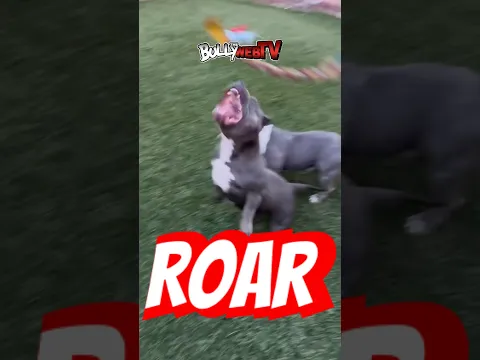 Love active American Bully dogs !! #americanbully BomberoBullies