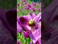 Beautiful Poppy Flower