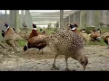 Pheasant Stocking Season