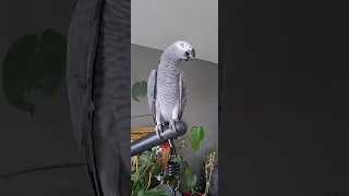 طائر الببغاء يقلد صوت القطة دندنها