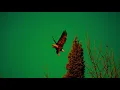 Ooh La La - Trampled By Turtles