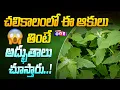 Benefits of Bathua Leaves in Telugu Simple Home Remedies for health in Telugu Studio One Plus