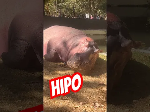 Hipopótamo do zoo de bh