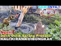Download Lagu Ngeri❗️Detik Detik Menegangkan  Sarang Predator Kali Kirana Dibongkar
