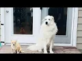 Great Pyrenees Cuddles