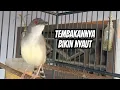 Download Lagu ciblek semi gacor, cengkok khas ciblek semi paling mantap bikin ciblek ikut nyaut gacor
