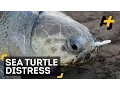 This Sea Turtle Had A Big Plastic Fork Stuck Up Its Nose