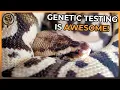 How to get a Genetic Test for your Ball Python in 2024