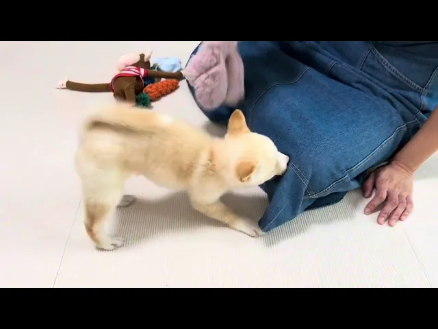 動画
