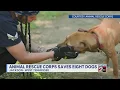 Animal Rescue Corps saves 8 dogs in Jackson
