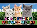 Download Lagu kucing lucu - KUCING PERSIA PUTIH KUCING PERSIA LUCU #kucinglucu #cat #catlover #kucing