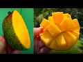 Keitt Mangos - When are they ripe