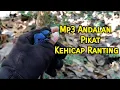 Download Lagu MP3 Andalan Pikat Burung Kehicap Ranting Super Ampuh||Anti Zonk❗️❗️❗️