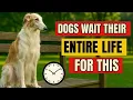 Lagu The 10 Acts of Love Your Dog Hopes You’ll Do in Their Lifetime | Dog Love