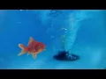 Download Lagu satisfying whirlpools and fish.  water vortex.  whirlpool experiment.