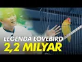 Lagu LEGENDA KUSUMO PART#1: Kisah Nyata Sang Legenda Lovebird Seharga 2,2 Milyar
