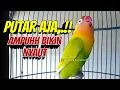 Download Lagu Kalau MAU Bunyi PUTAR AJA,.! Pancingan Lovebird Fighter Ngekek ini, Suaranya AMPUH Bikin NYAUT