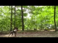 Almost Heaven Kennels Training Koba Covey Flush