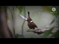 Download Lagu MASTERAN BURUNG CILILIN JUARA NASIONAL, JERNIH, SUPER GACOR, RAPAT, DURASI PANJANG, ANTI KONDANGAN.