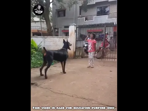 ലോകത്തിലെ മടിയൻ നായ 😲 || #shorts