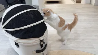 もち兄が病院から帰ってきたときのはなちゃんの反応が可愛すぎました笑