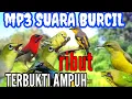 Download Lagu suara pikat burcil ribut mp3 || suara pikat semua jenis burung kecil paling ampuh