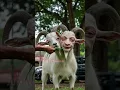 Lagu HEBOH!! Kambing Berkepala Dua Berwajah Mirip Manusia
