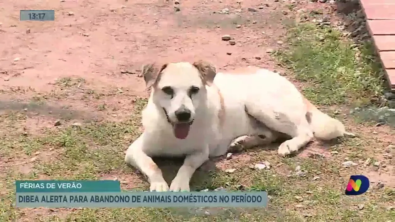 Dibea alerta para abandono de animais de estimação no período das férias