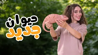 ما توقعت يكون حيواننا الجديد… حرباية 😳🦎
