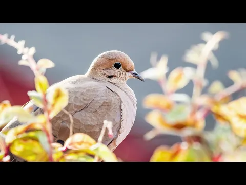 Download MP3 The sound of the Mourning dove - Bird Sounds | 10 Hours