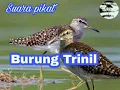 Download Lagu Suara pikat burung Trinil / Kedidi sawah/rawa suaranya bersih dan jernih