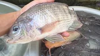 cá trê, cá bảy màu, tìm cá dễ thương, cá rô, cá chép, cá koi,