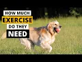 How much exercise does a Golden Retriever Really Needs