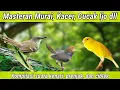 Download Lagu Masteran paling dicari - Kompilasi suara kenari, ciblek, dan prenjak