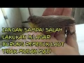 Download Lagu Tips Memelihara Remetuk Laut Agar Tidak Mati