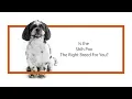 Everything you need to know about Shih Poo puppies 2019
