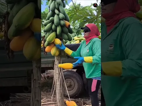 How to graft papaya - at home ? #shorts