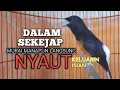 Download Lagu MURAI BATU GACOR Ampuh buat PANCINGAN MURAI biar Emosi jadi NYAUT BUNYI BONGKAR MATERI ISIAN 