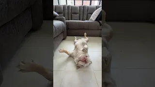 Dixy, la nueva KARATE KID 🐶🥋
