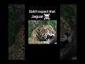Download Lagu Big cat roar part 1 #viralvideo #youtubeshorts