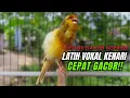 Download Lagu Masteran Kenari PAUD Super BUNYI Dijamin Cepat Gacor! \u0026 agar Kenari diam agar bunyi \u0026 gacor