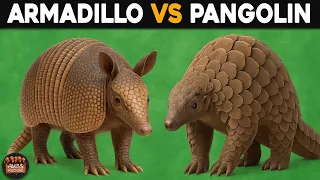 What Is The Difference Between Armadillo and Pangolin