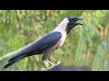 Download Lagu crow bird crowing sound |  crow ki awaz naturally Download Lagu crow bird crowing sound |  crow ki awaz naturally